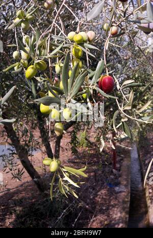 Un'oliva rossa matura tra molte olive verdi in un frutteto di Sicilia Foto Stock