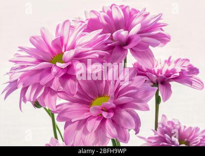 Bouquet di crisantemi rosa delicati su fondo bianco da vicino Foto Stock