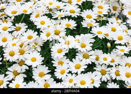 Fiore a margherita sfondo. La Margherita è un fiore della famiglia Asteraceae Foto Stock