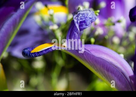 Primo piano di Iris spuria blu viola in luce naturale, ambiente esterno Foto Stock