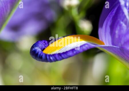 Primo piano di Iris spuria blu viola in luce naturale, ambiente esterno Foto Stock