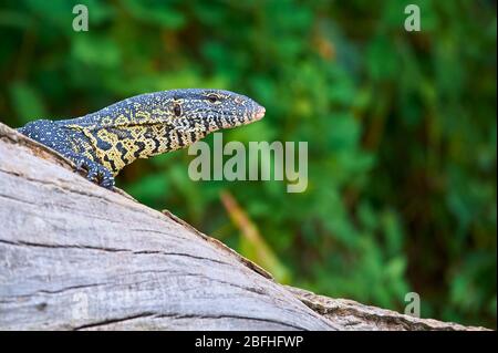 Monitor del Nilo Lizard passeggiando sopra un albero morto tronco alla riva del lago Duluti, Tanzania Foto Stock