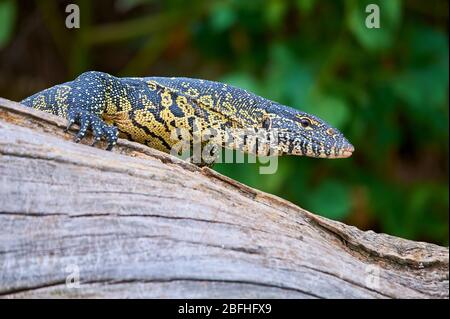 Monitor del Nilo Lizard passeggiando sopra un albero morto tronco alla riva del lago Duluti, Tanzania Foto Stock