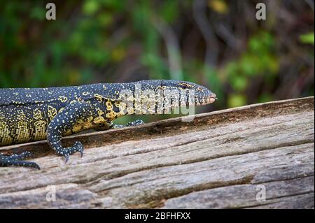 Monitor del Nilo Lizard passeggiando sopra un albero morto tronco alla riva del lago Duluti, Tanzania Foto Stock