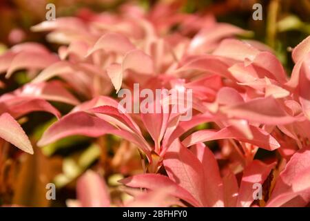 Primo piano delle foglie di rododendro rosa con messa a fuoco selezionata Foto Stock