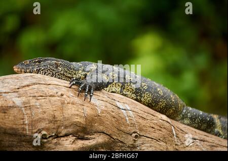 Nile Monitor Lizard prendere il sole su un tronco di albero morto sulla riva del lago Duluti, Tanzania Foto Stock