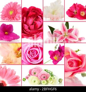 Collage di diversi bellissimi fiori Foto Stock