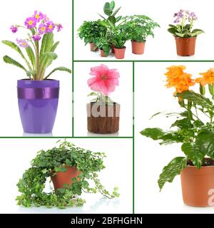 Collage di fiori vari in vasi da fiori Foto Stock