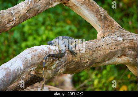 Nile Monitor Lizard prendere il sole su un tronco di albero morto sulla riva del lago Duluti, Tanzania Foto Stock