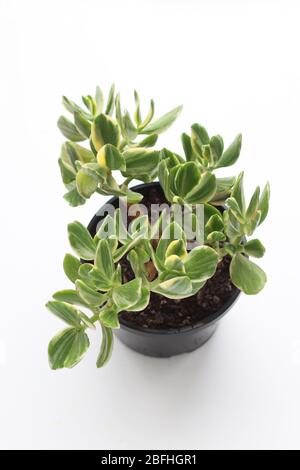 Crassula ovata Tricolor o anche conosciuta come pianta di giada variegata isolata su sfondo bianco Foto Stock