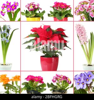 Collage di fiori vari in vasi da fiori Foto Stock