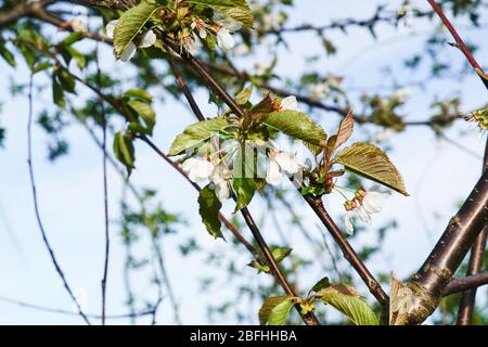 Kirschbaum im Frühjahr mit Himmel als Hintergrund Foto Stock