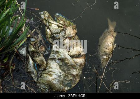 I pesci morti nello stagno che giace con uno spreco e un disordine. Simbolo brutto per l'inquinamento dell'ambiente. Foto Stock