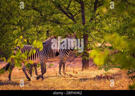 Due zebre al tramonto nel Parco Nazionale di Etosha, Namibia Foto Stock