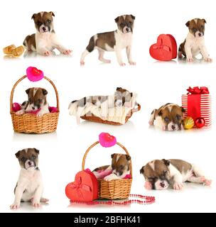 Collage di cucciolo carino isolato su bianco Foto Stock