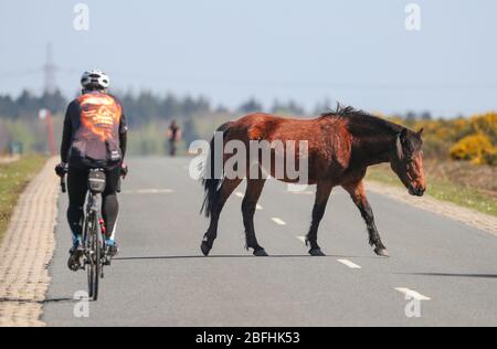 New Forest, Hampshire. 19 aprile 2020. Meteo Regno Unito. I ciclisti approfittano del tempo soleggiato e delle strade vuote della New Forest, mentre si svolgono le attività quotidiane, fermandoti per un pony per attraversare la strada. Credit Stuart Martin/Alamy Live News Foto Stock