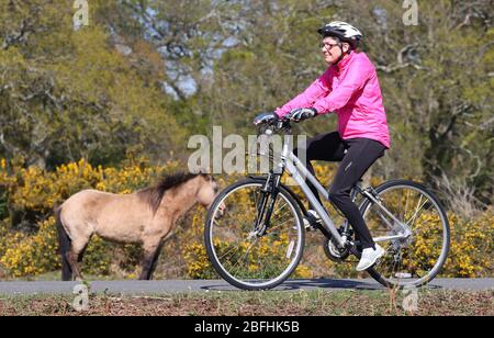 New Forest, Hampshire. 19 aprile 2020. Meteo Regno Unito. I ciclisti approfittano del tempo soleggiato e delle strade vuote della New Forest, mentre si esercitano quotidianamente. Credit Stuart Martin/Alamy Live News Foto Stock