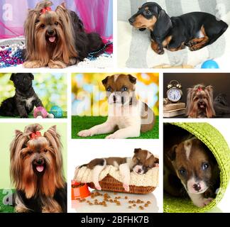 Collage di simpatici cuccioli Foto Stock