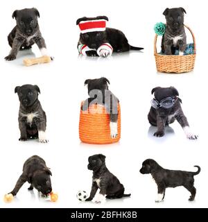 Collage di cucciolo carino isolato su bianco Foto Stock