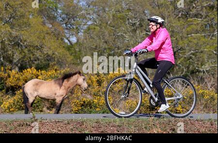 New Forest, Hampshire. 19 aprile 2020. Meteo Regno Unito. I ciclisti approfittano del tempo soleggiato e delle strade vuote della New Forest, mentre si esercitano quotidianamente. Credit Stuart Martin/Alamy Live News Foto Stock