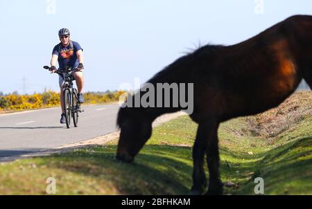 New Forest, Hampshire. 19 aprile 2020. Meteo Regno Unito. I ciclisti approfittano del tempo soleggiato e delle strade vuote della New Forest, mentre si esercitano quotidianamente. Credit Stuart Martin/Alamy Live News Foto Stock