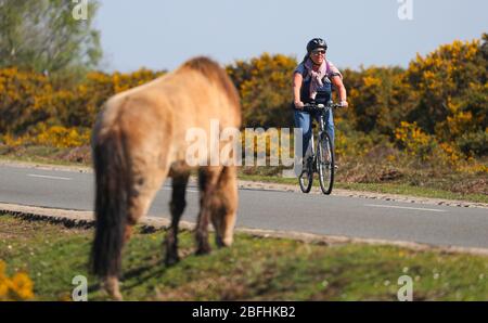 New Forest, Hampshire. 19 aprile 2020. Meteo Regno Unito. I ciclisti approfittano del tempo soleggiato e delle strade vuote della New Forest, mentre si esercitano quotidianamente. Credit Stuart Martin/Alamy Live News Foto Stock