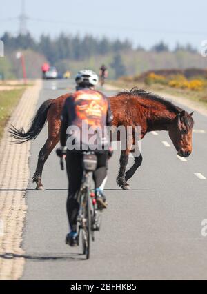 New Forest, Hampshire. 19 aprile 2020. Meteo Regno Unito. I ciclisti approfittano del tempo soleggiato e delle strade vuote della New Forest, mentre si svolgono le attività quotidiane, fermandoti per un pony per attraversare la strada. Credit Stuart Martin/Alamy Live News Foto Stock