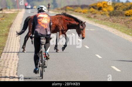 New Forest, Hampshire. 19 aprile 2020. Meteo Regno Unito. I ciclisti approfittano del tempo soleggiato e delle strade vuote della New Forest, mentre si svolgono le attività quotidiane, fermandoti per un pony per attraversare la strada. Credit Stuart Martin/Alamy Live News Foto Stock