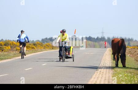 New Forest, Hampshire. 19 aprile 2020. Meteo Regno Unito. I ciclisti approfittano del tempo soleggiato e delle strade vuote della New Forest, mentre si esercitano quotidianamente. Credit Stuart Martin/Alamy Live News Foto Stock