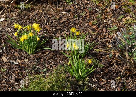 Narrzissen im Garten Foto Stock