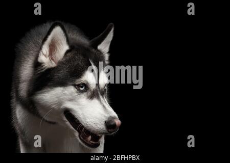 Ritratto di primo piano di Angry Dog Siberian Husky su sfondo nero isolato Foto Stock