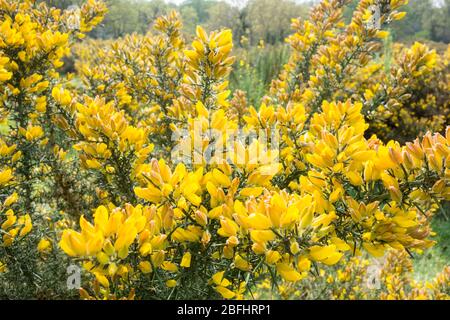 Gorse giallo brillante (Ulex) arbusto giallo-fiorito della famiglia dei piselli Foto Stock