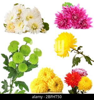 Collage di fiori di crisantemi isolati su bianco Foto Stock