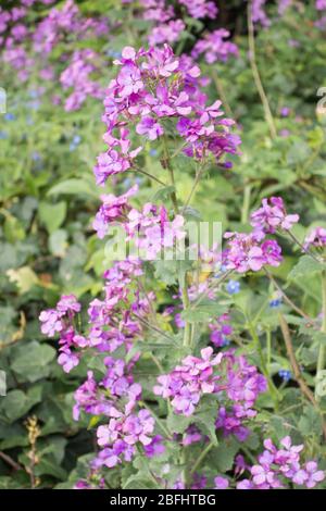 La specie pioniere e colonizzatore Fireweed o Rosebay Willow Herb Foto Stock