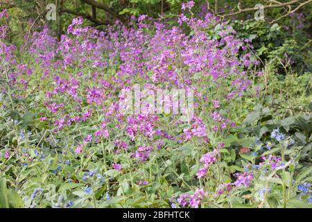 La specie pioniere e colonizzatore Fireweed o Rosebay Willow Herb Foto Stock