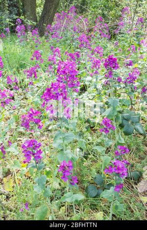 La specie pioniere e colonizzatore Fireweed o Rosebay Willow Herb Foto Stock