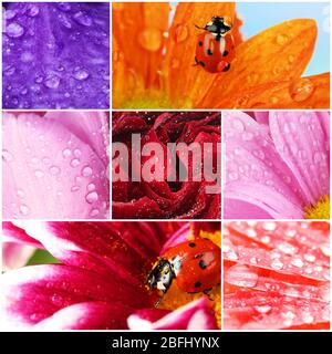 Collage di fiori belli con gocce d'acqua Foto Stock