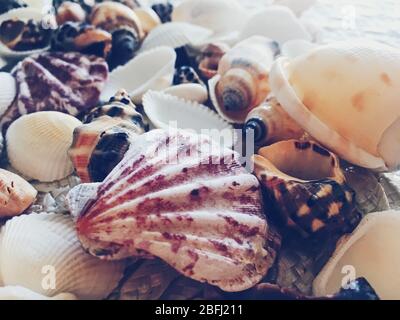 Conchiglie come sfondo estivo costiero, natura e concetto di viaggio Foto Stock