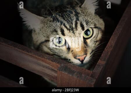 Gatto grigio in scatola di legno closeup Foto Stock