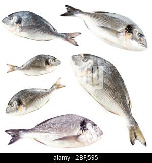 Collage di pesci freschi del dorado, isolati su bianco Foto Stock