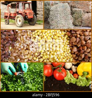 Agricoltura collage Foto Stock