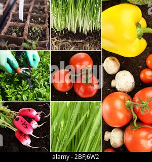 Agricoltura collage Foto Stock