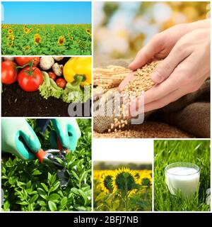 Agricoltura collage Foto Stock