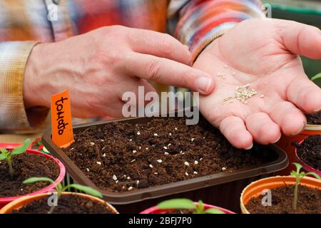 Solanum lycopersicum. Semina a mano i semi di pomodoro in un vassoio di imballaggio di plastica riproposto per alimenti UK Foto Stock