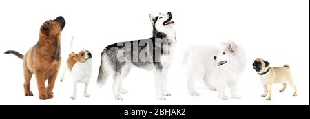 Cani isolati su bianco Foto Stock