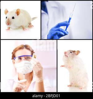 Vaccinazione e trattamento degli animali, collage Foto Stock