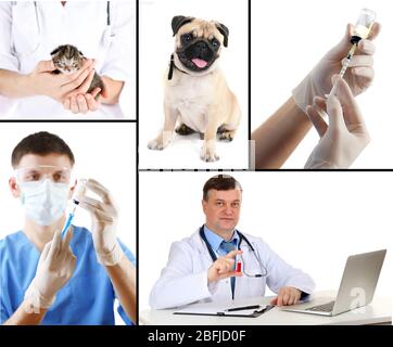 Vaccinazione e trattamento degli animali, collage Foto Stock