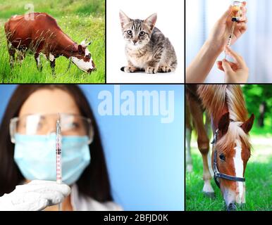 Vaccinazione e trattamento degli animali, collage Foto Stock