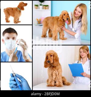 Vaccinazione e trattamento degli animali, collage Foto Stock