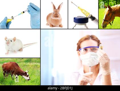 Vaccinazione e trattamento degli animali, collage Foto Stock